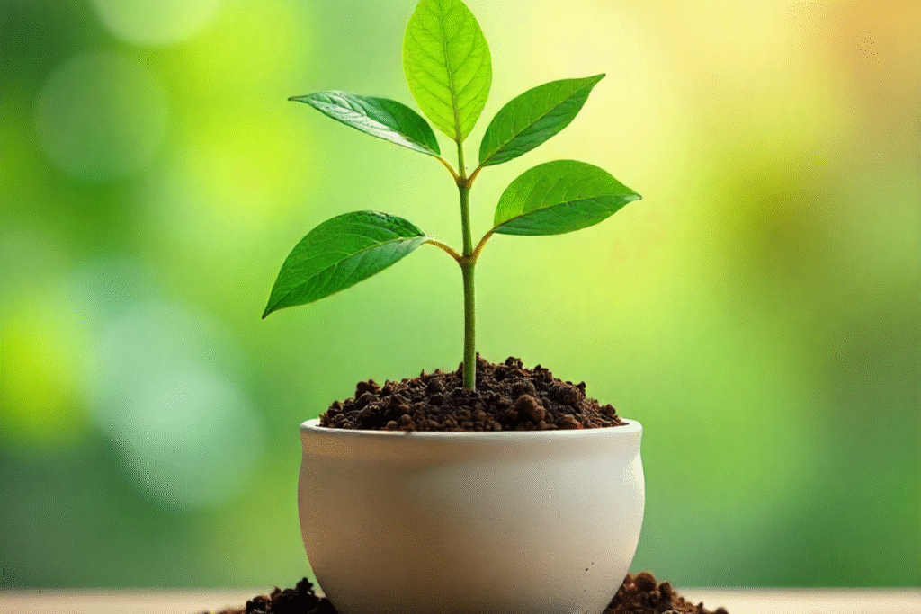 Plant with Cocopeat