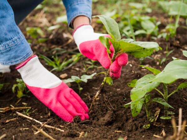 Organic Plants